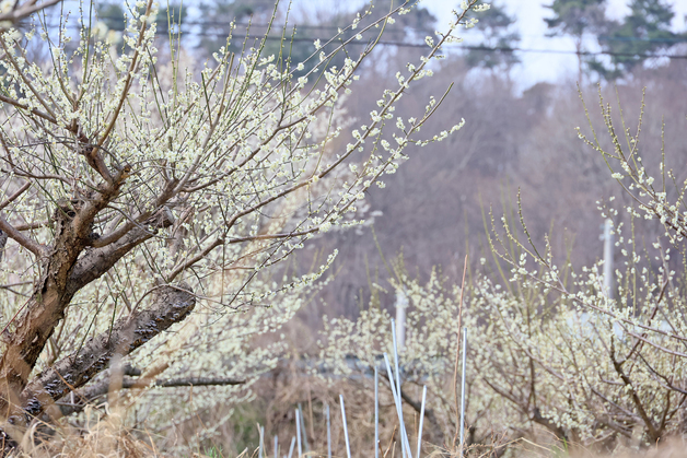 [오늘의 날씨] 전북(25일, 수)…남부 아침~오전 가끔 비, 오후부터 맑아져
