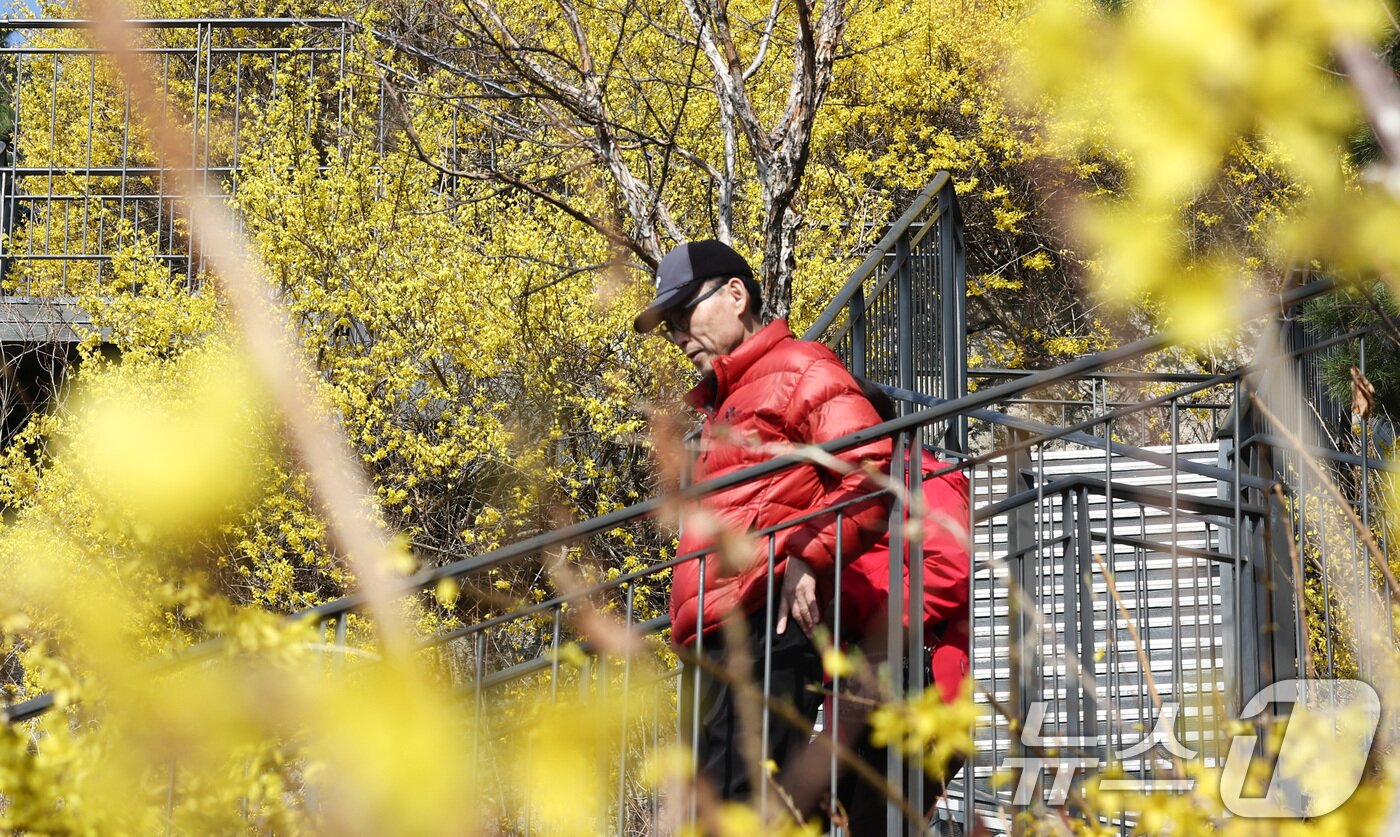 본문 이미지 - 포근한 봄 날씨가 이어지는 25일 서울 성동구 응봉산 일대에 개나리 꽃이 만개해 있다. 2026.3.25 ⓒ 뉴스1 최지환 기자