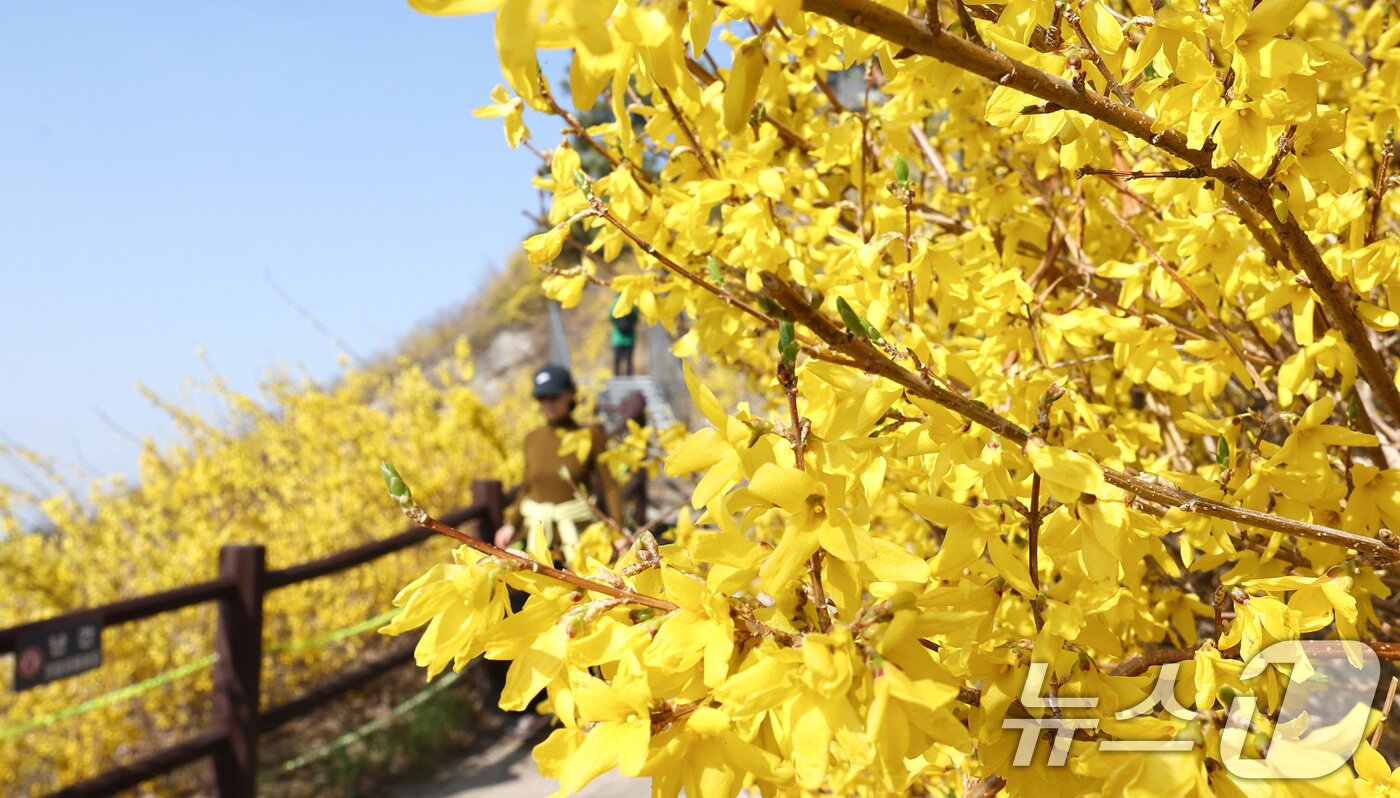 본문 이미지 - 포근한 봄 날씨가 이어지는 25일 서울 성동구 응봉산 일대에 개나리 꽃이 만개해 있다. 2026.3.25 ⓒ 뉴스1 최지환 기자