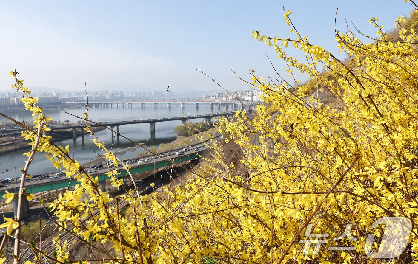 본문 이미지 - 포근한 봄 날씨가 이어지는 25일 서울 성동구 응봉산 일대에 개나리 꽃이 만개해 있다. 2026.3.25 ⓒ 뉴스1 최지환 기자