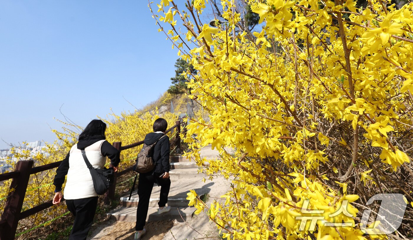 본문 이미지 - 포근한 봄 날씨가 이어지는 25일 서울 성동구 응봉산 일대에 개나리 꽃이 만개해 있다. 2026.3.25 ⓒ 뉴스1 최지환 기자