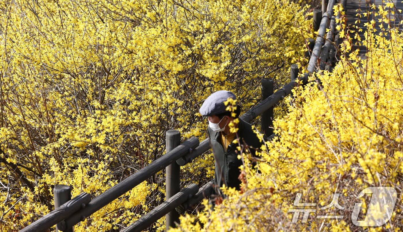본문 이미지 - 포근한 봄 날씨가 이어지는 25일 서울 성동구 응봉산 일대에 개나리 꽃이 만개해 있다. 2026.3.25 ⓒ 뉴스1 최지환 기자