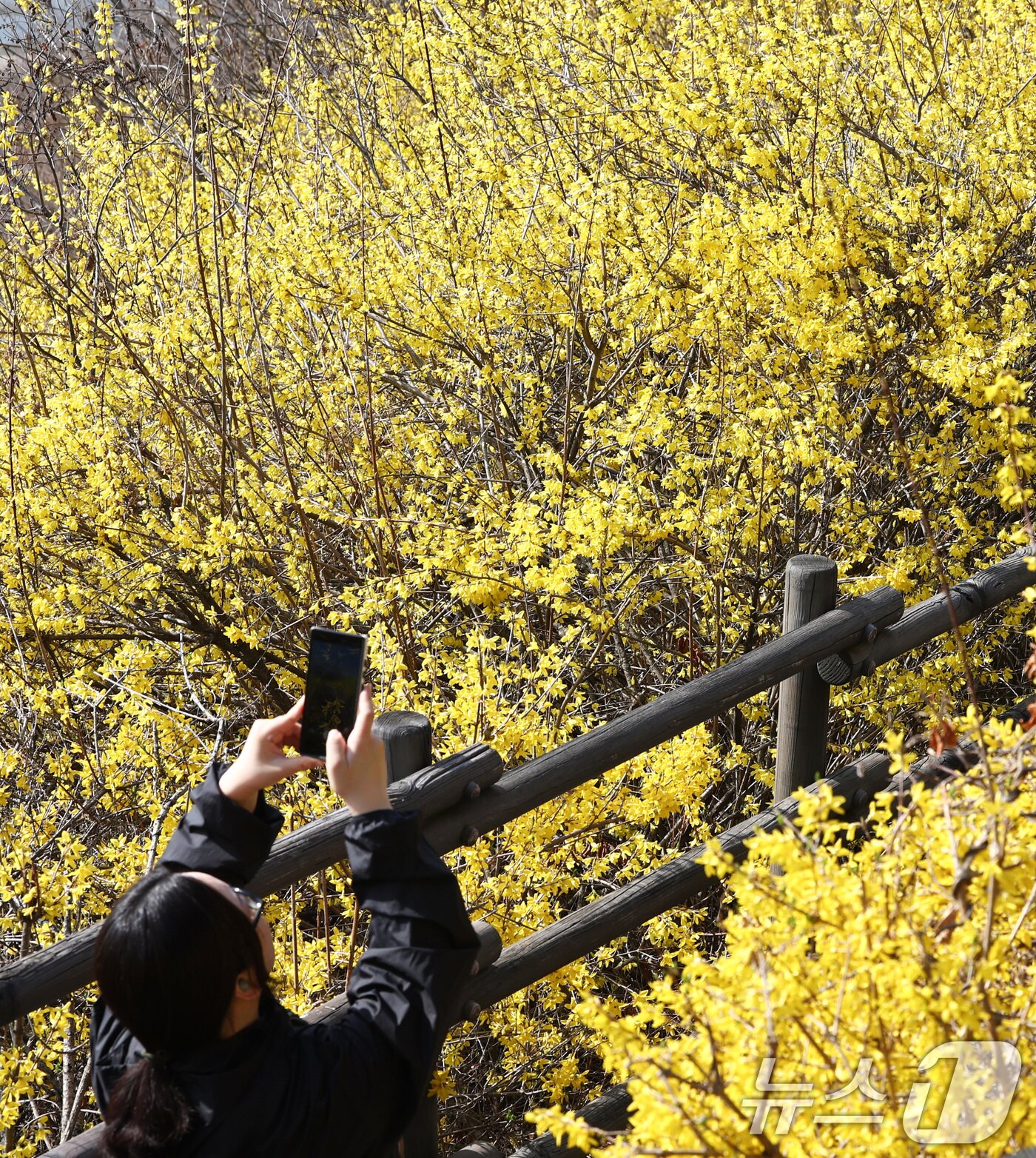 본문 이미지 - 포근한 봄 날씨가 이어지는 25일 서울 성동구 응봉산 일대에 개나리 꽃이 만개해 있다. 2026.3.25 ⓒ 뉴스1 최지환 기자