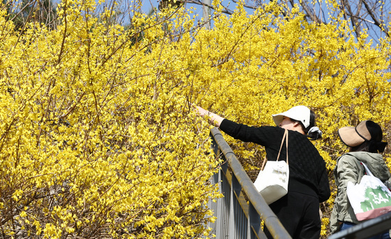 [뉴스1 PICK] "성큼 다가온 봄"…개나리 노란빛에 물든 응봉산