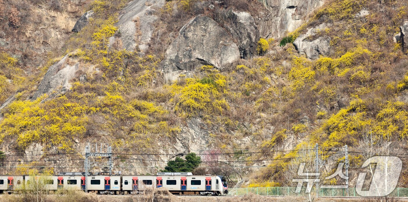 본문 이미지 - 포근한 봄 날씨가 이어지는 25일 서울 성동구 응봉산 일대에 개나리 꽃이 만개해 있다. 2026.3.25 ⓒ 뉴스1 최지환 기자