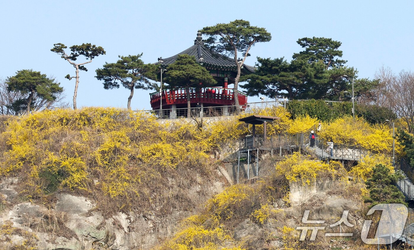본문 이미지 - 포근한 봄 날씨가 이어지는 25일 서울 성동구 응봉산 일대에 개나리 꽃이 만개해 있다. 2026.3.25 ⓒ 뉴스1 최지환 기자