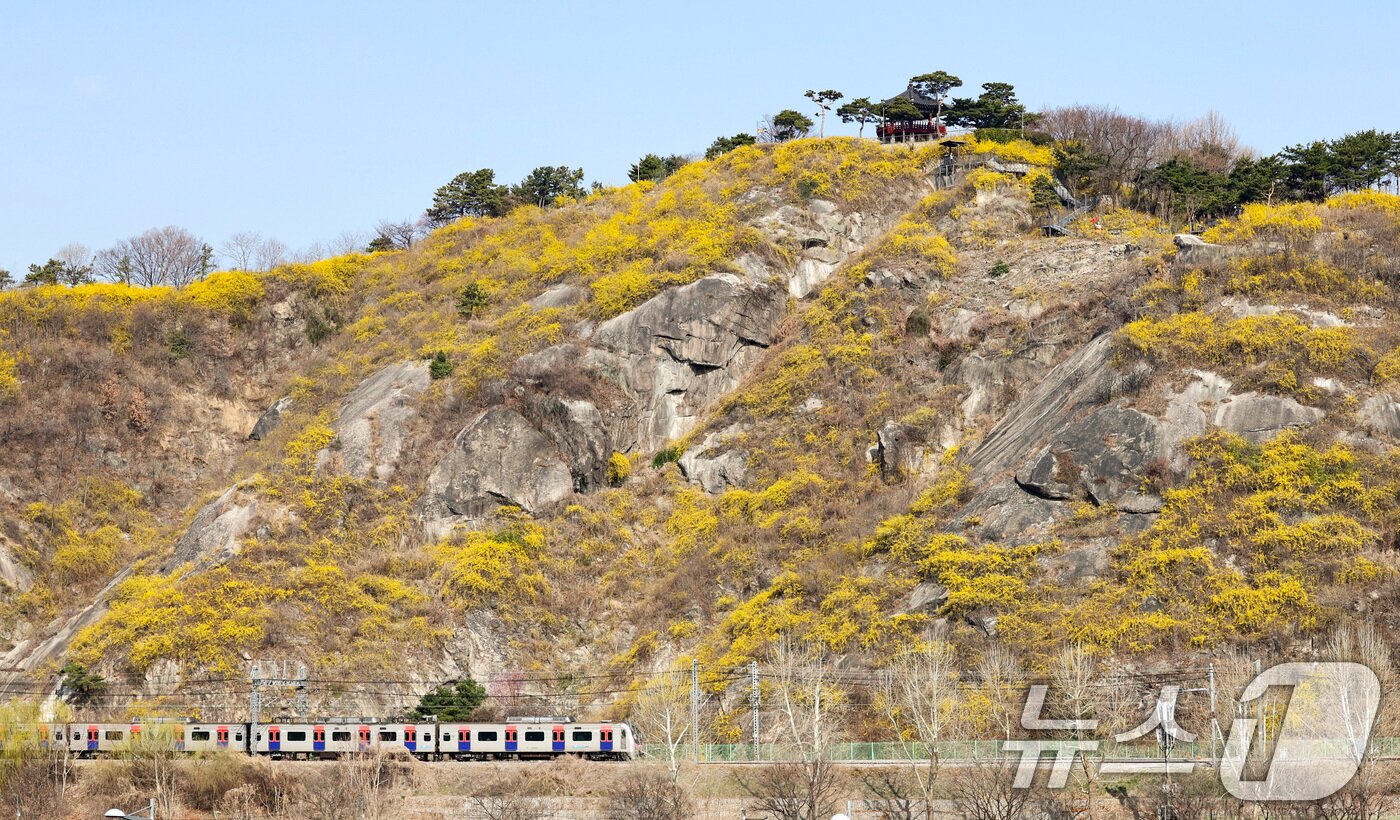 본문 이미지 - 포근한 봄 날씨가 이어지는 25일 서울 성동구 응봉산 일대에 개나리 꽃이 만개해 있다. 2026.3.25 ⓒ 뉴스1 최지환 기자