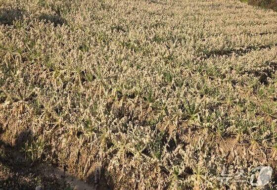 본문 이미지 - 음성 대소읍 화학물질 누출 사고로 피해를 본 무 밭.(자료사진. 재판매 및 DB금지)