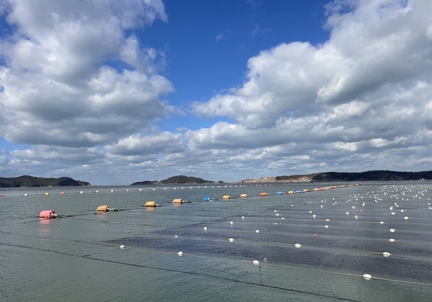 군산 물김 작황 호조에 어민 소득 '쏠쏠'…위판액 603억 '역대 최대'