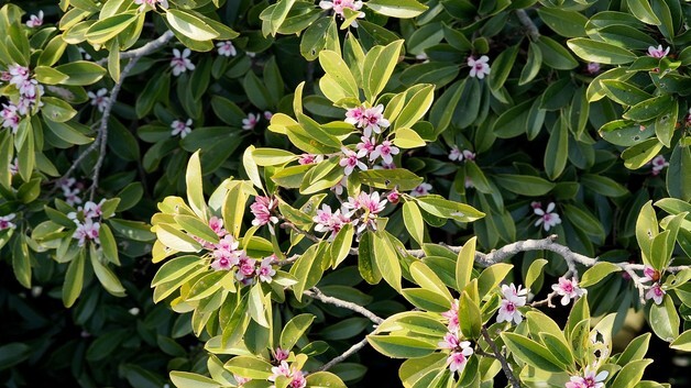 제주 희귀식물 '초령목' 해발 300m 자생지서 개화