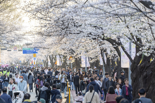 '여의도 벚꽃축제' 4월 3일 개막…여의서로·서강대교 남단 통제
