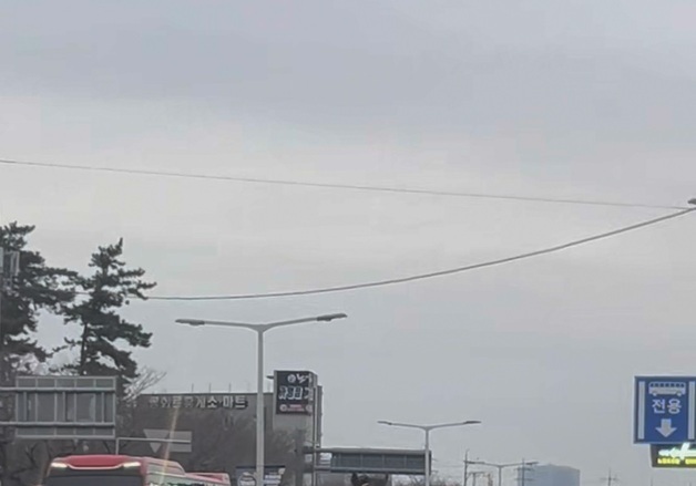 제주서 말 1마리 활보 소동…신고 20분 만에 포획