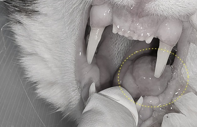 "잘 안 먹네?" 했다가 늦는다…고양이 구강 종양 신호와 대응법