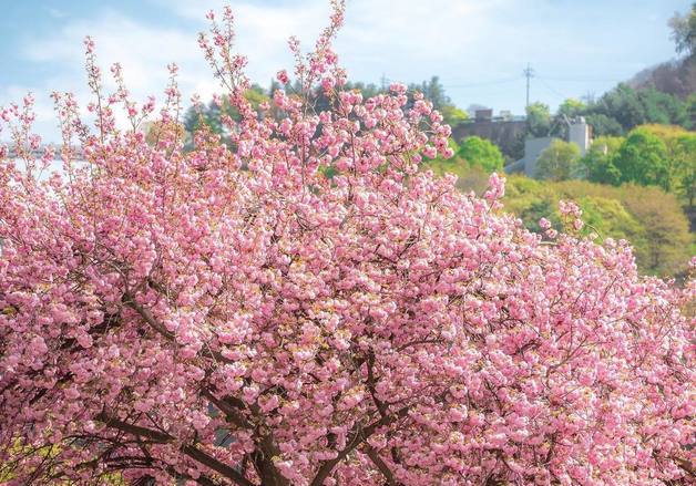 충주호 벚꽃축제, 올해부터 '겹벚꽃 피는' 4월 중순 개최