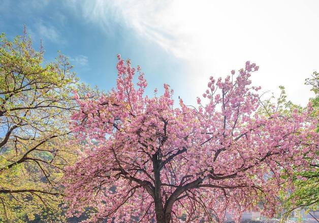 경기지역 31일부터 벚꽃 만개…시작은 부천 원미산
