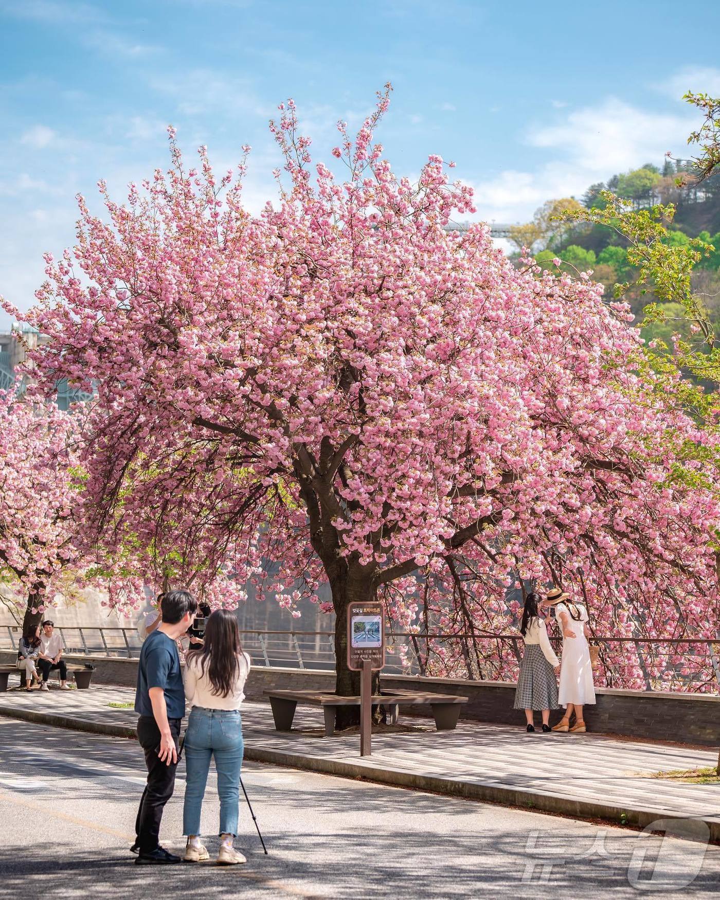 본문 이미지 - 충주호 겹벚꽃.(인스타그램 mini_chae 제공. 재판매 및 DB금지) 