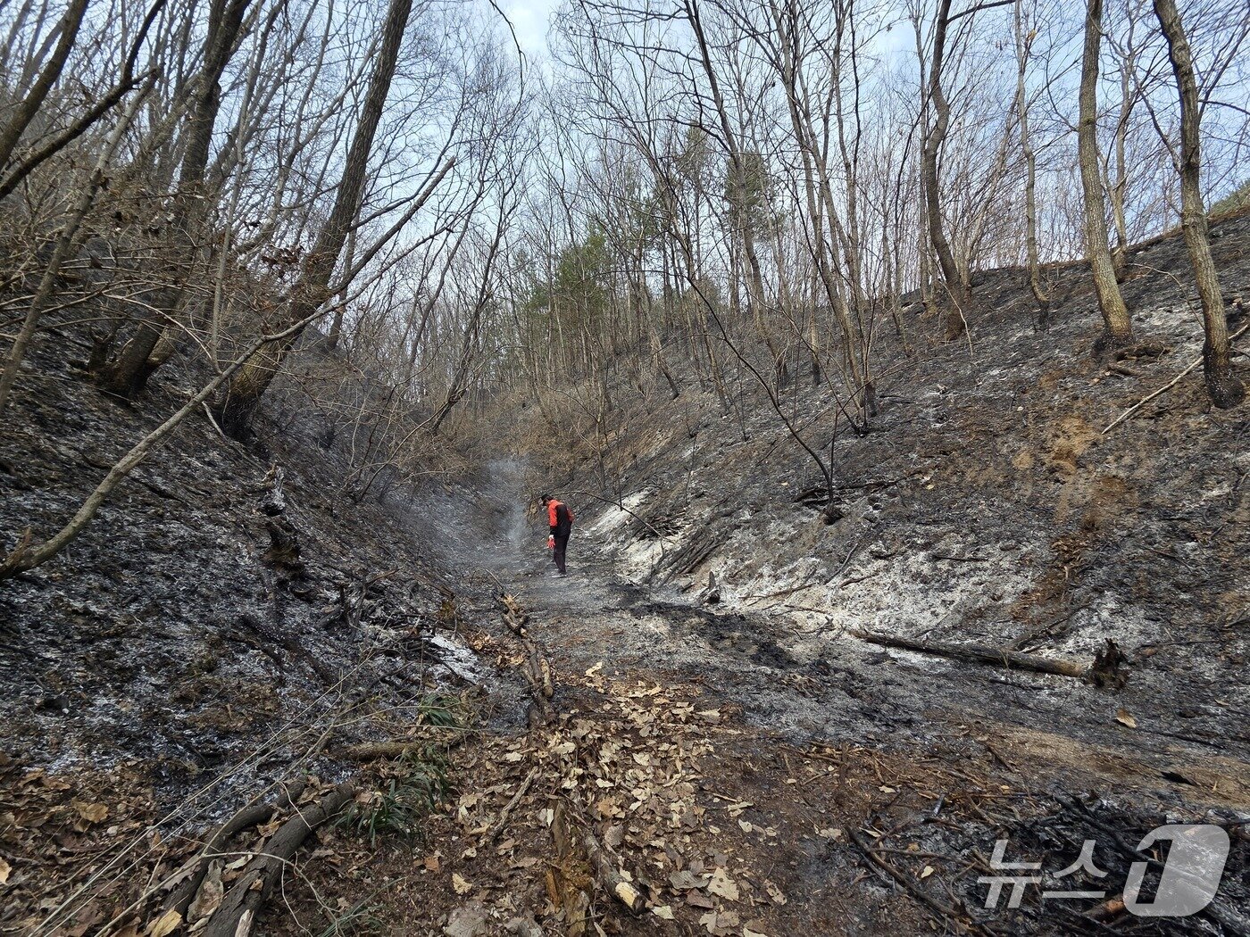 본문 이미지 - 제천시 봉양읍의 한 야산에서 발생한 산불.(제천소방서 제공. 재판매 및 DB금지) 