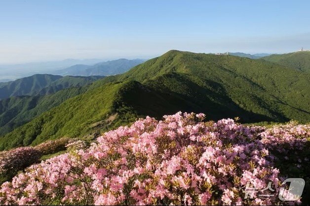 '5월 철쭉제, 10월 온달축제' 단양군, 지역 대표 축제 일정 확정