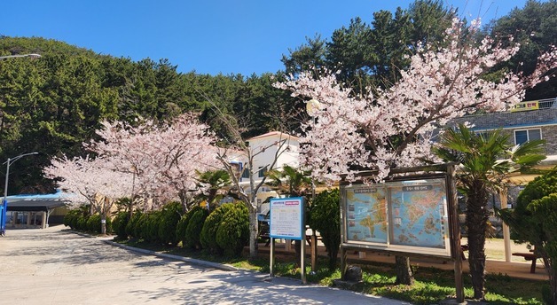 어촌어항공단, 벚꽃 따라 떠나는 어촌 여행지 7곳 추전
