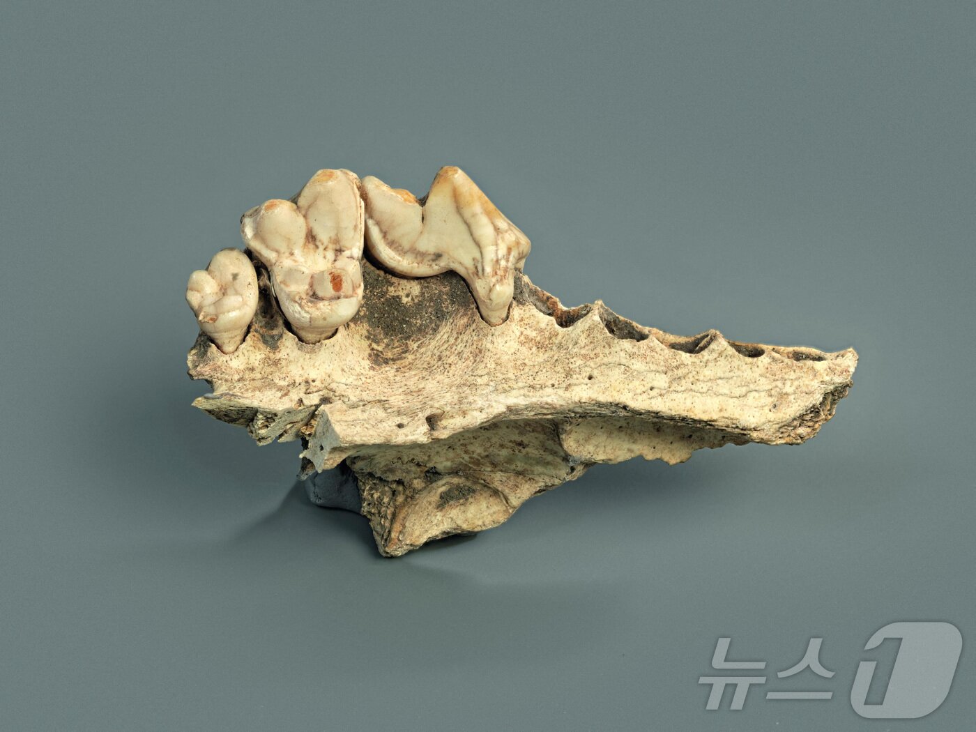 본문 이미지 - 약 1만 4000년 전의 것으로 추정되는 스위스 타잉겐 케슬러로흐 동굴에서 발견된 가축화된 개의 위턱뼈 ⓒ 로이터=뉴스1