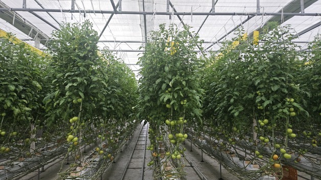 "토마토뿔라방 확산 막아라"…진안군 방제약제 공급