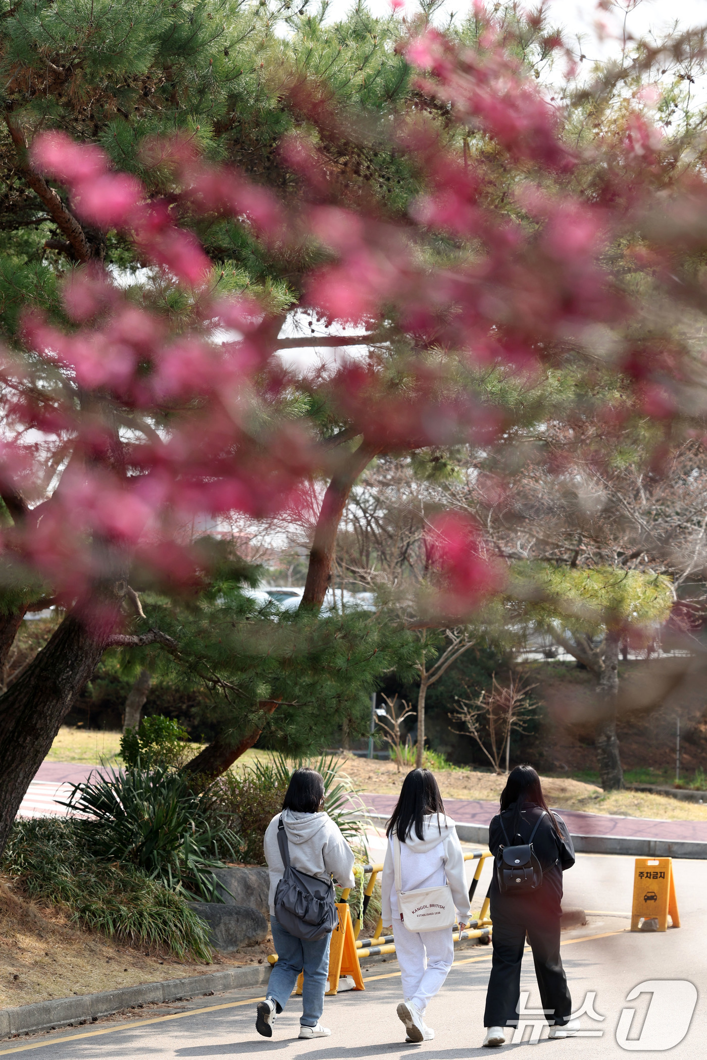 (광주=뉴스1) 이승현 기자 = 광주의 낮 기온이 22도까지 오른 26일 광주 광산구 호남대학교에서 학생들이 외투 없이 얇은 옷을 입고 길을 걷고 있다.  2026.3.26/뉴스1 …