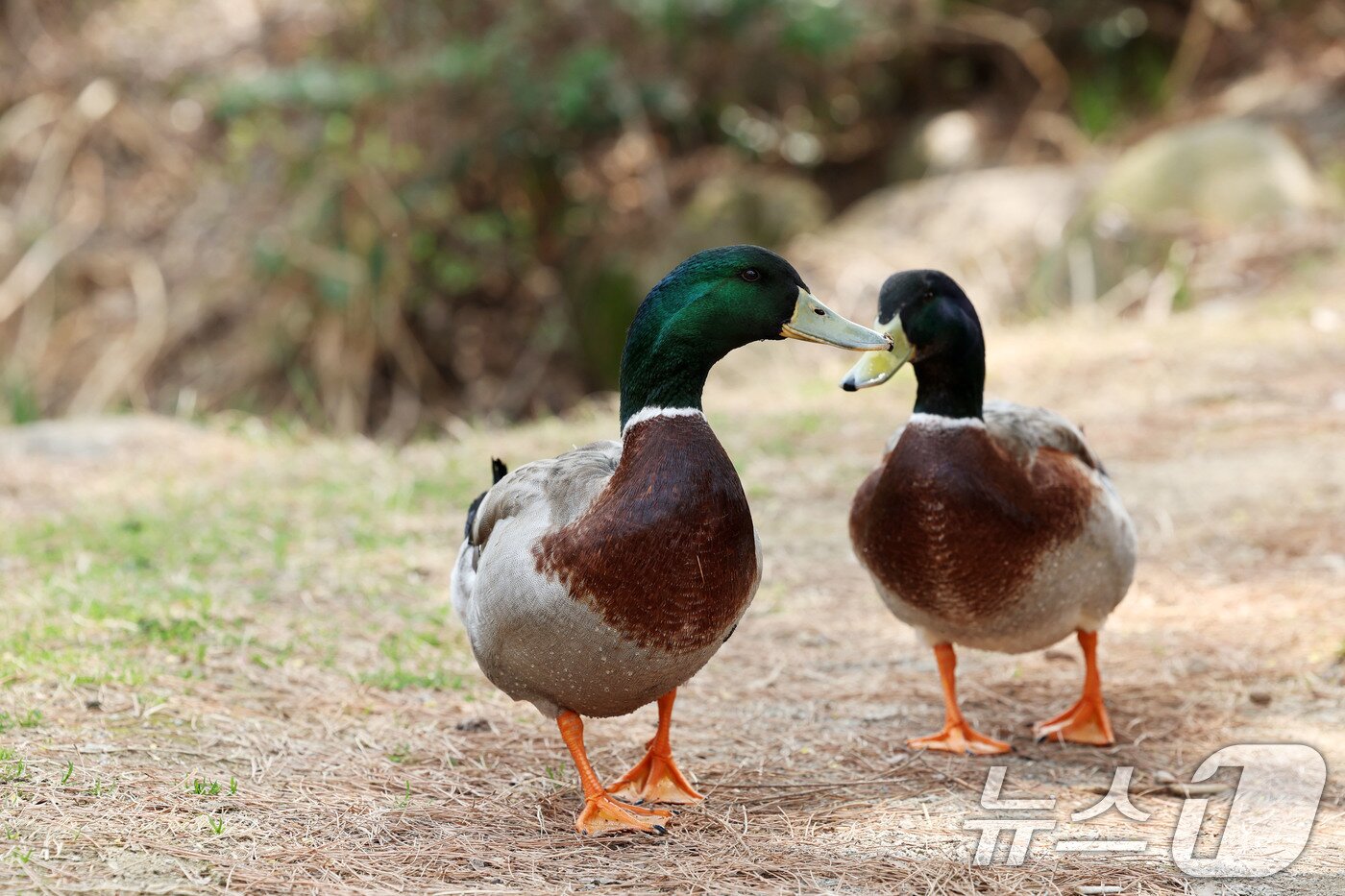 본문 이미지 - 광주의 낮 기온이 22도까지 오른 26일 광주 광산구 호남대학교에서 오리들이 산책을 하고 있다. 2026.3.26 ⓒ 뉴스1 이승현 기자