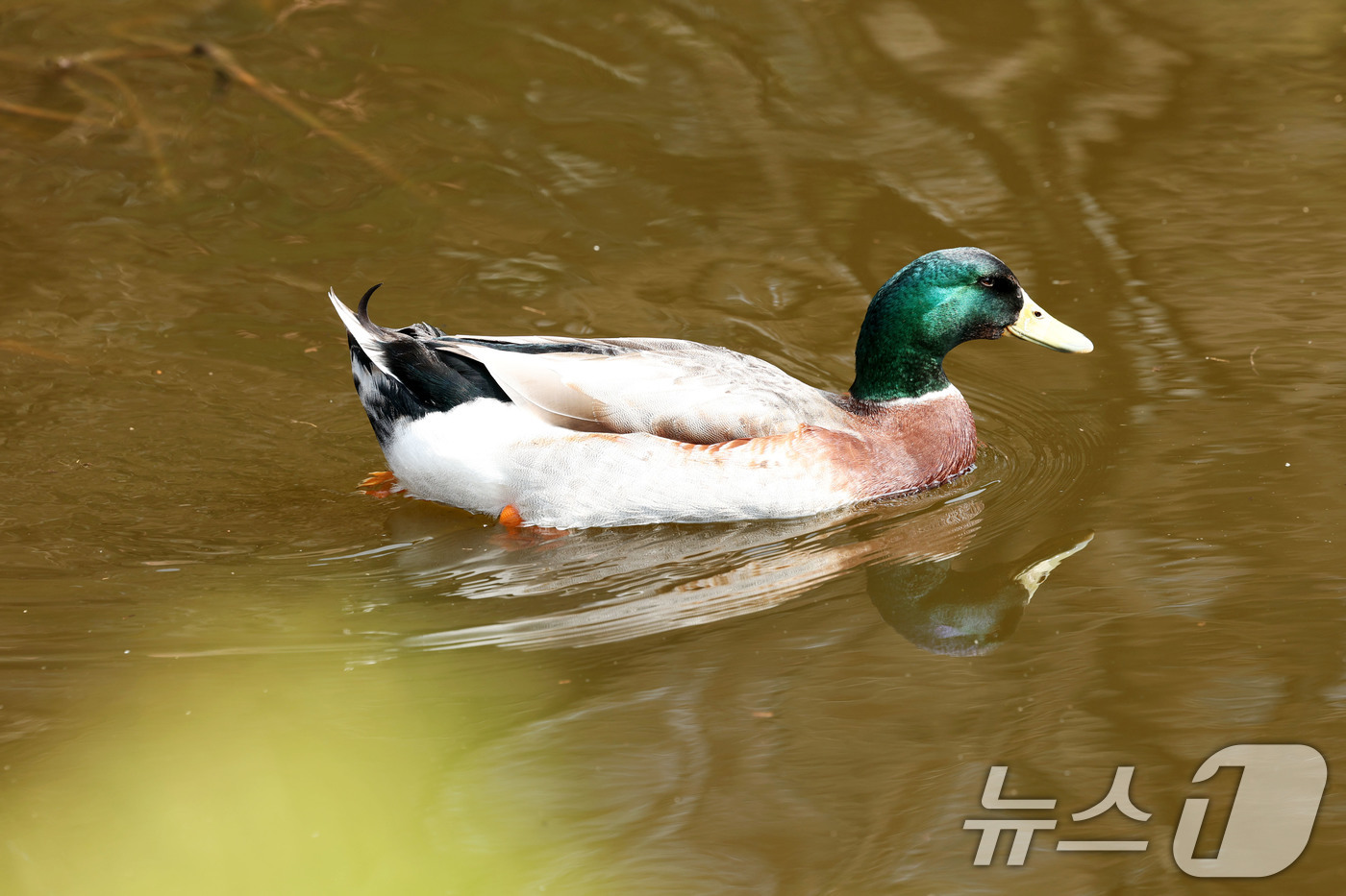 (광주=뉴스1) 이승현 기자 = 광주의 낮 기온이 22도까지 오른 26일 광주 광산구 호남대학교 호수에서 오리가 물살을 가르며 헤엄치고 있다. 2026.3.26/뉴스1