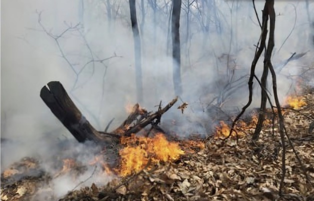 부천 오정구 야산서 화재…1시간 만에 진화