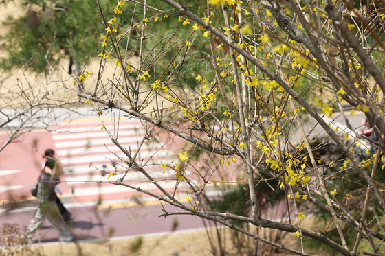 개나리 3일·진달래 7일 일찍 피었다…광주·전남 주말도 '포근'