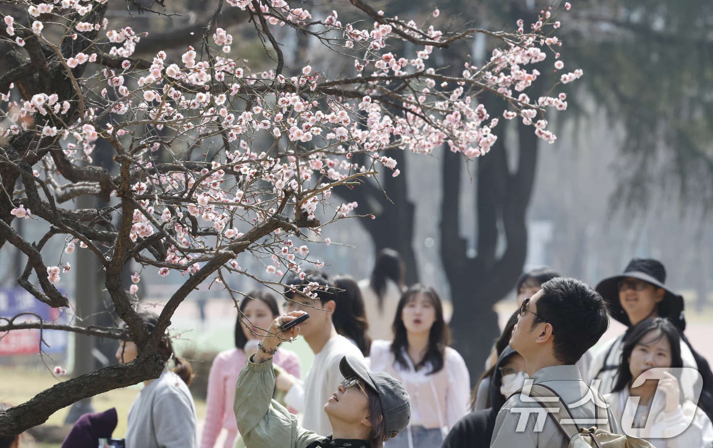(광주=뉴스1) 김태성 기자 = 완연한 봄날씨를 보인 26일 광주 전남대학교 홍매화 앞에서 학생들과 시민들이 사진을 찍으며 추억을 만들고 있다. 2026.3.26/뉴스1