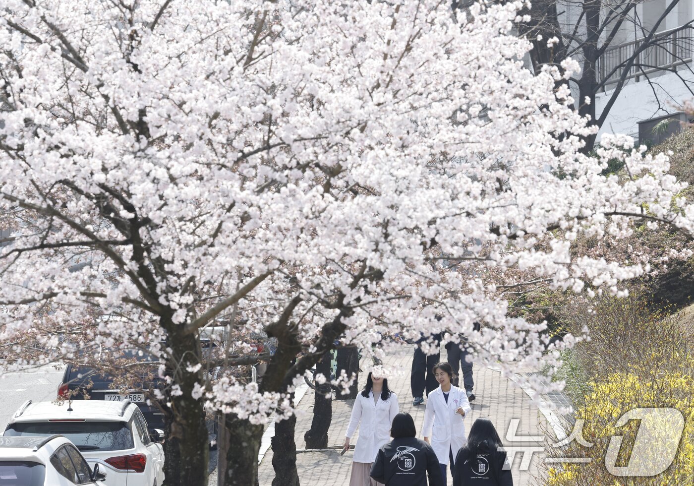 본문 이미지 - 완연한 봄날씨를 보인 26일 광주 조선대학교 벚꽃 나무 밑으로 학생들이 꽃향기를 맡으며 걸어가고 있다. 2026.3.26 ⓒ 뉴스1 김태성 기자