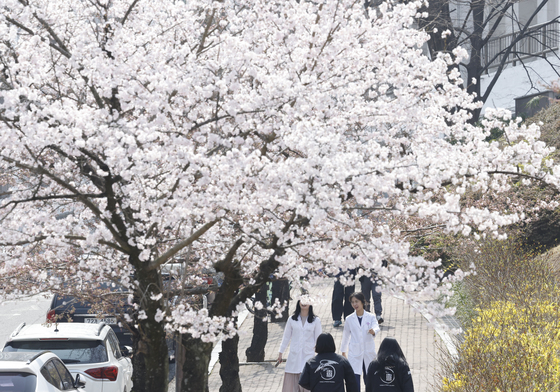 벌써 캠퍼스에 봄이 왔어요