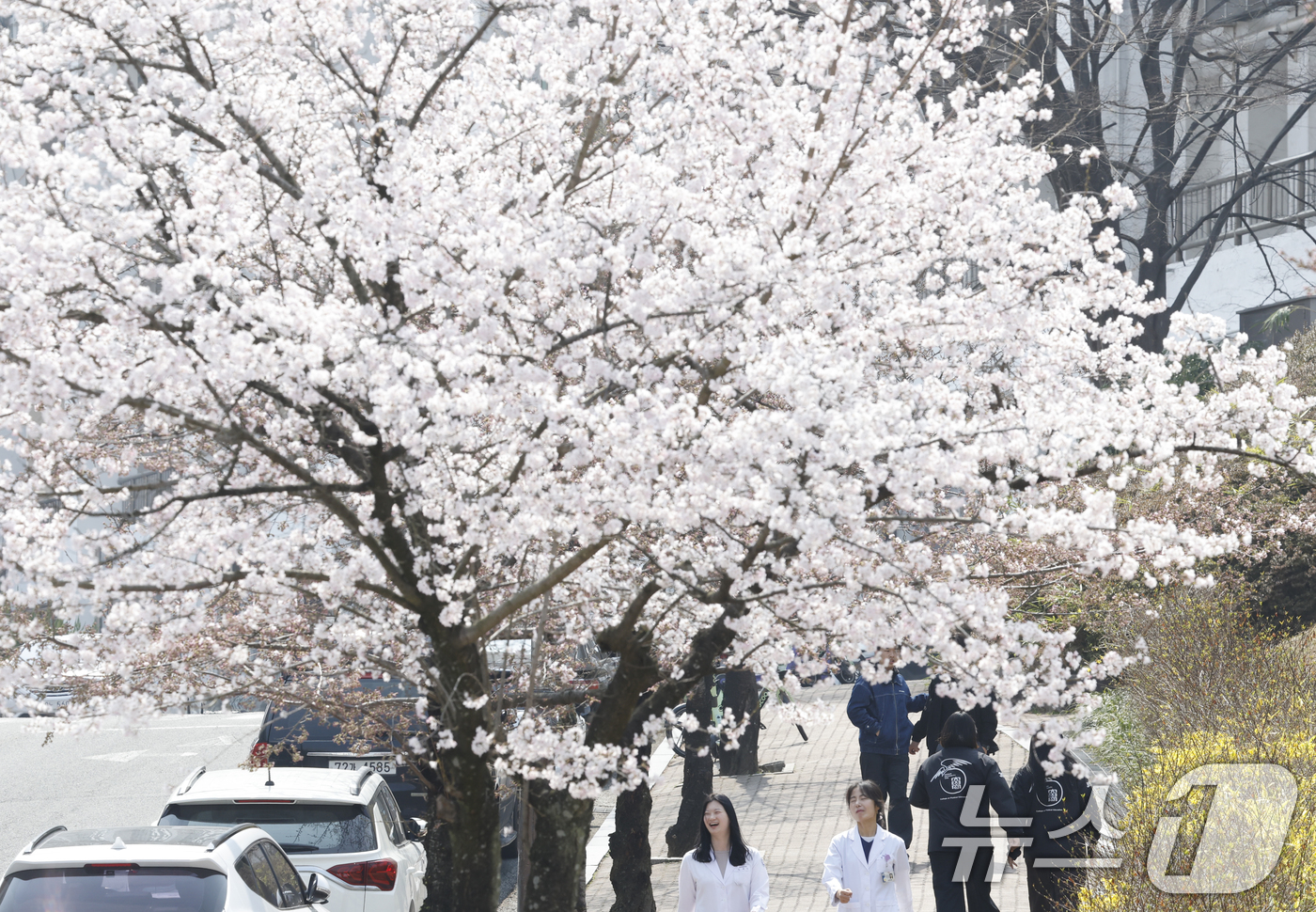 (광주=뉴스1) 김태성 기자 = 완연한 봄날씨를 보인 26일 광주 조선대학교 벚꽃 나무 밑으로 학생들이 꽃향기를 맡으로 걸어가고 있다.  2026.3.26/뉴스1