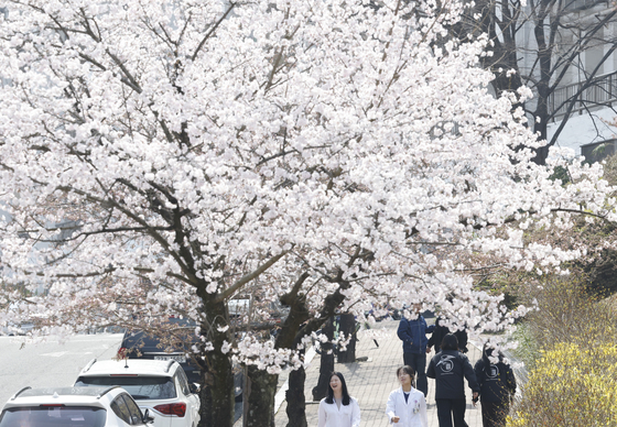 벚꽃이 환하게 피었어요