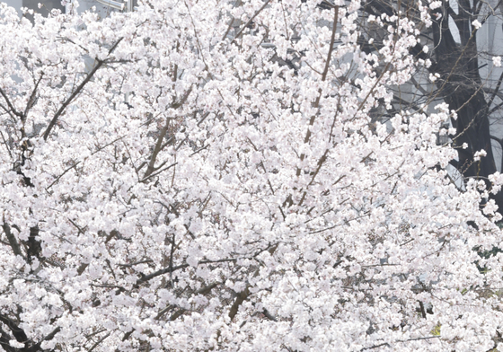 벚꽃향 가득한 길 걸어요