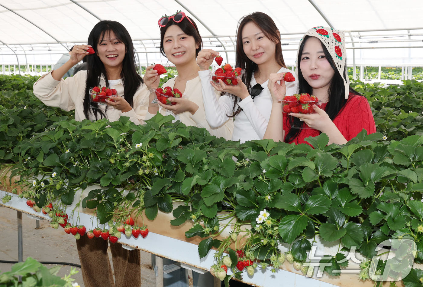 (논산=뉴스1) 김기태 기자 = 충남 논산 딸기축제가 개막한 26일 논산 부적면 온누리 딸기농장에서 관광객들이 딸기수확 체험을 하고 있다.  2026.3.26/뉴스1