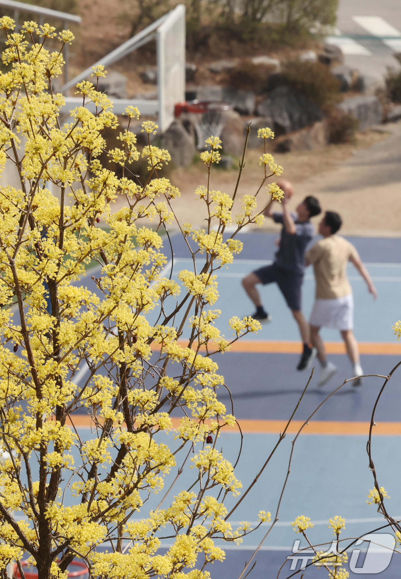 (서울=뉴스1) 박지혜 기자 = 26일 서울 서대문구 연세대학교 운동장에서 학생들이 포근한 봄날씨를 즐기며 농구를 하고 있다. 2026.3.26/뉴스1