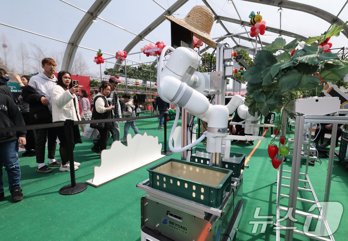 본문 이미지 - 충남 논산 딸기축제가 개막한 26일 논산시민가족공원 행사장에서 로봇 딸기 수확 시연이 진행되고 있다. 2026.3.26 ⓒ 뉴스1 김기태 기자