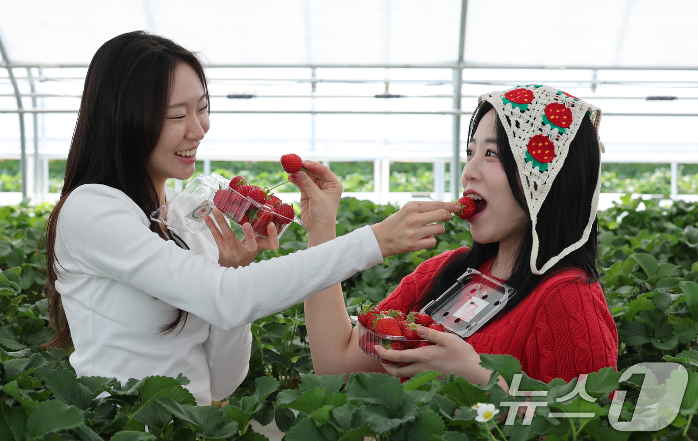 (논산=뉴스1) 김기태 기자 = 충남 논산 딸기축제가 개막한 26일 논산 부적면 온누리 딸기농장에서 관광객들이 딸기수확 체험을 하고 있다. 2026.3.26/뉴스1