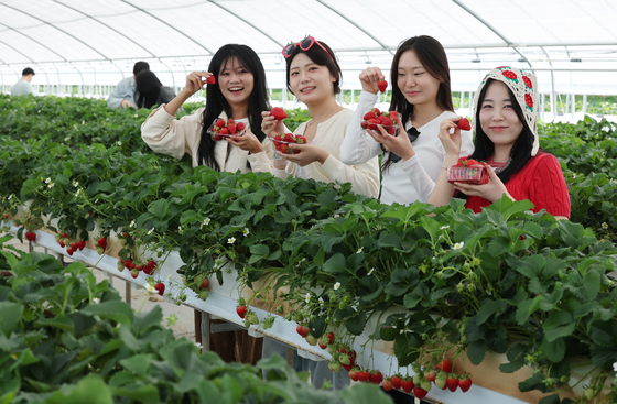 논산딸기축제 개막…4일간 공연·체험·퍼레이드 풍성