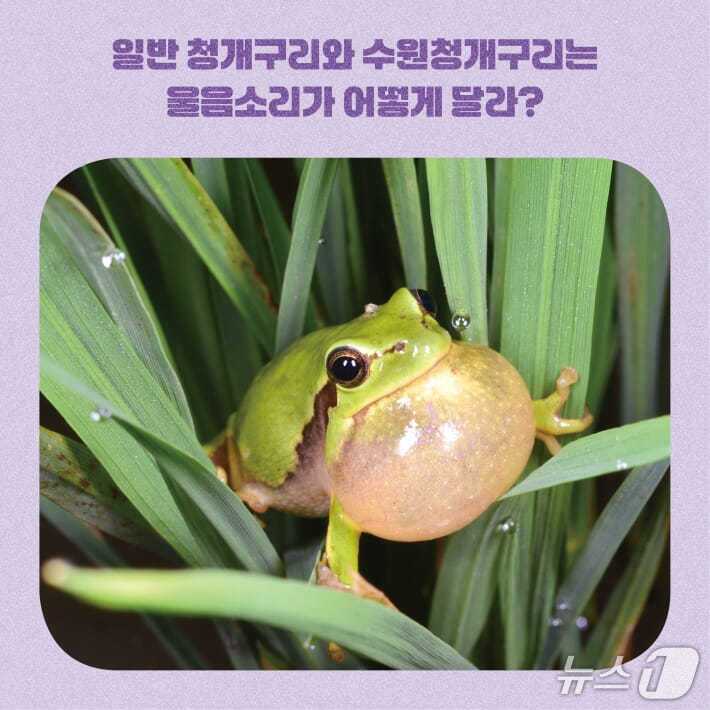 본문 이미지 - [신간] '밤하늘의 황제 수리부엉이가 고달픈 이유'