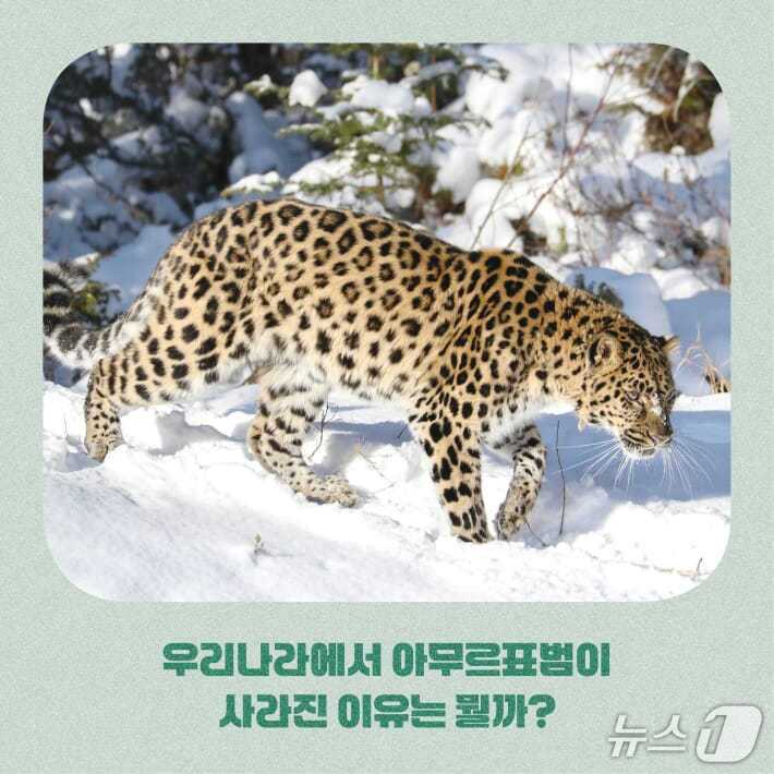 본문 이미지 - [신간] '밤하늘의 황제 수리부엉이가 고달픈 이유'