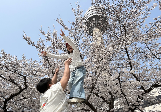 대구 이월드 '벚꽃' 활짝