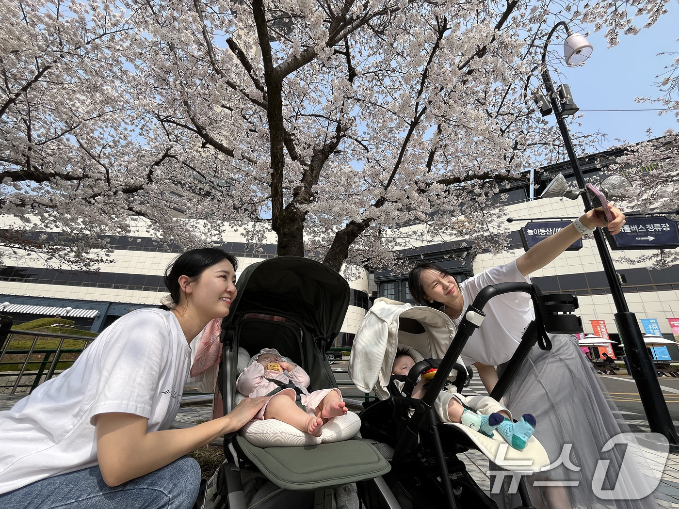 (대구=뉴스1) 공정식 기자 = 27일 대구 달서구 테마파크 이월드를 찾은 시민들이 곱게 핀 벚꽃을 배경으로 기념사진을 찍고 있다. 2026.3.27/뉴스1