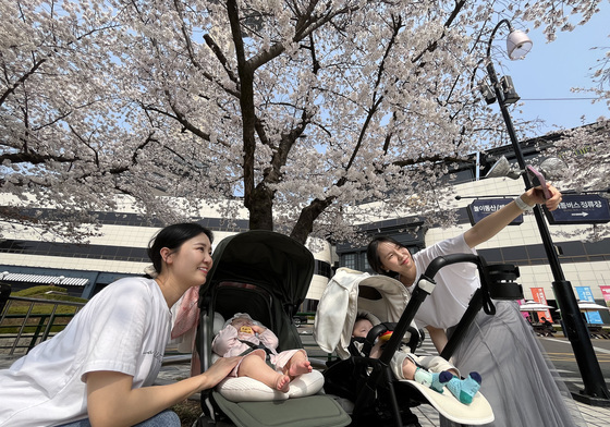 아기와 함께 벚꽃 마중