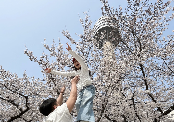 대구 이월드 '벚꽃' 활짝