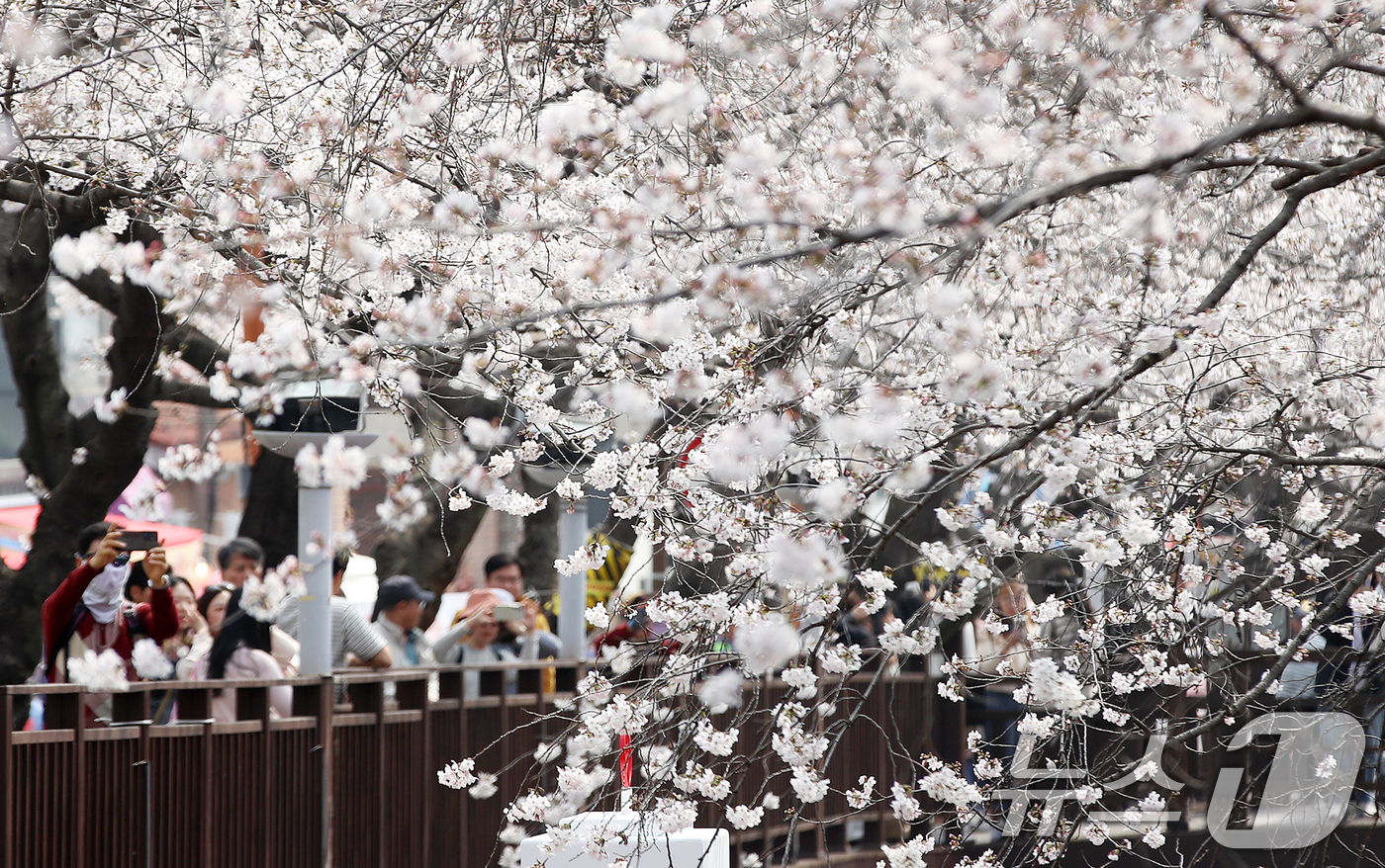 (창원=뉴스1) 윤일지 기자 = 전국 최대 벚꽃 축제인 '제64회 진해군항제'가 개막한 27일 경남 창원 진해구 여좌천을 찾은 관광객들이 벚꽃을 감상하고 있다.제64회 진해군항제는 …