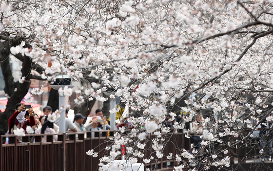 진해군항제 찾은 관광객들