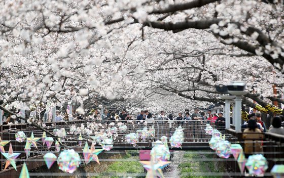 진해군항제 찾은 관광객들